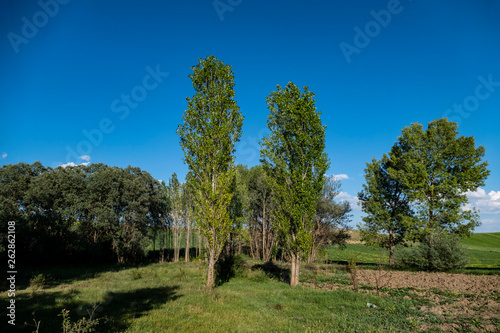 blue sky  poplar trees and yellowed leaves