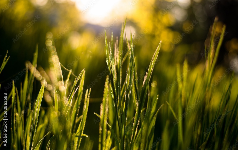 field of green grass