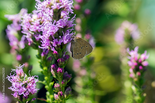 Liatris spicata purple flower in bloom, ornamental flowering plant, Aphantopus hyperantus butterfly photo