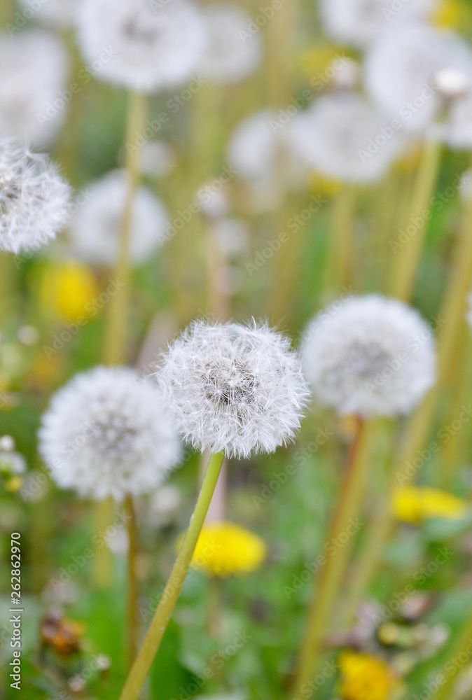 dandelion on background of green grass dandelion on background of green grass