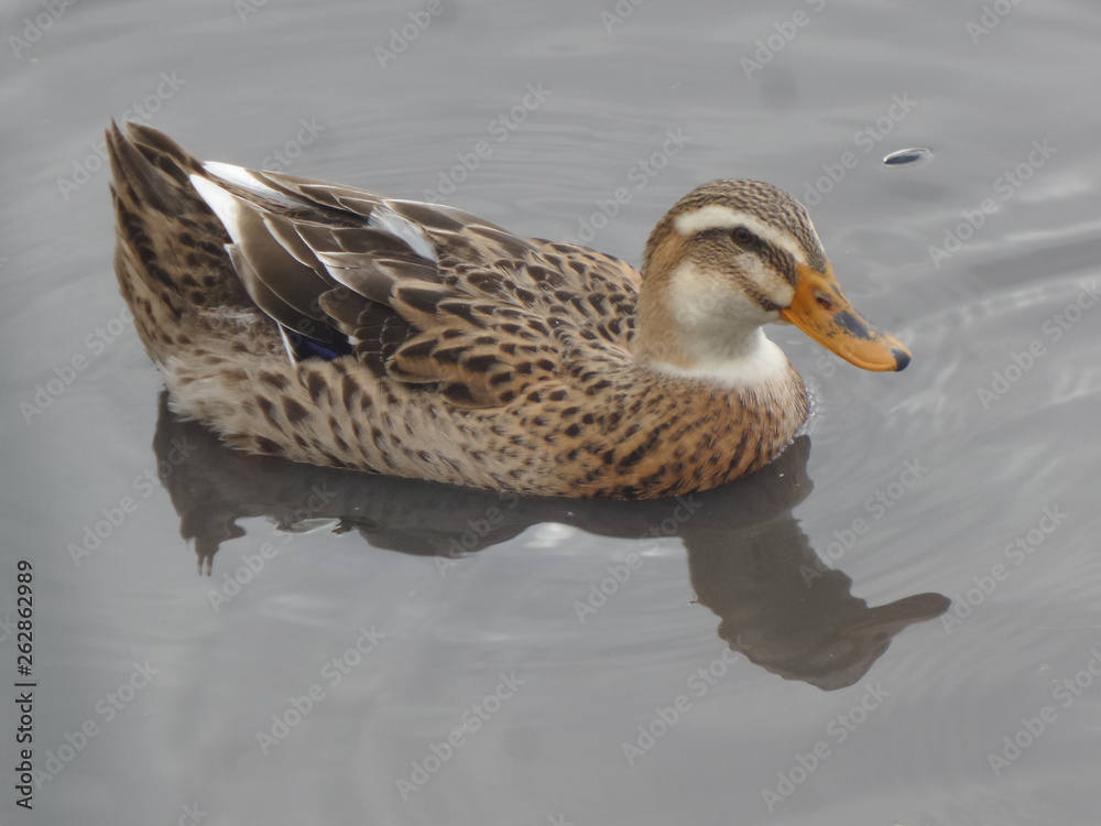 duck in water