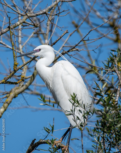 Egret in tree