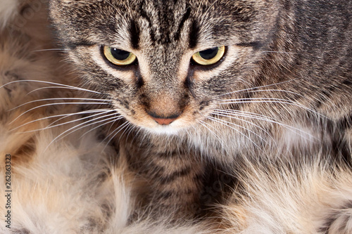 Close-up portrait of pretty adult cat
