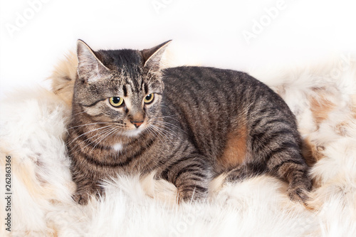 Adult beautiful striped cat lying on a fur rug. isolated on white background © Natalya Antoshchenko