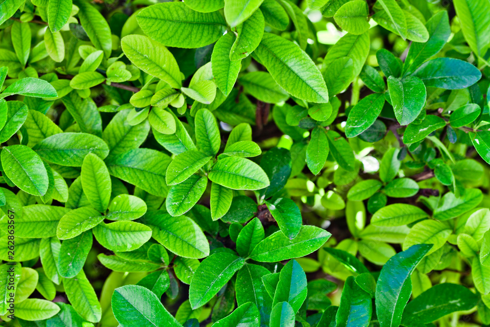 Green leaves pattern background. Green leaves pattern background.