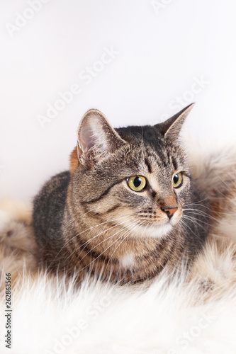 Adult beautiful striped cat lying on a fur rug. isolated on white background © Natalya Antoshchenko