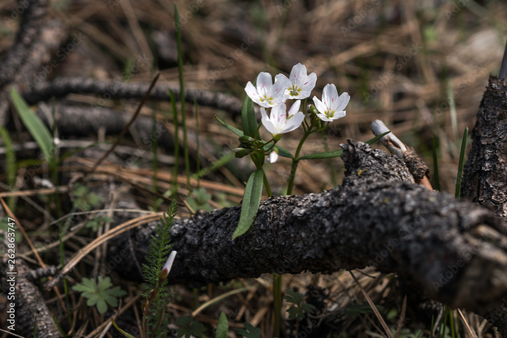 White wildflowers on Forest Floor White wildflowers on Forest Floor