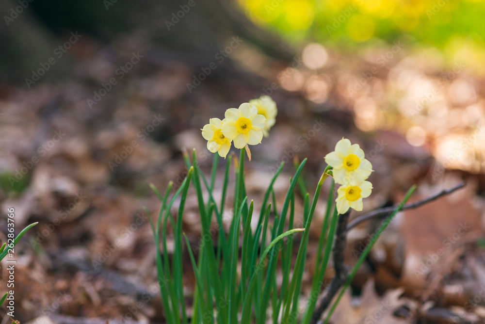Tiny daffodil flowers in the Spring sun Tiny daffodil flowers in the Spring sun