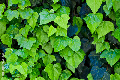 Green leaves pattern background.