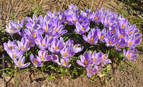 Beautiful first spring flowers. Crocus vernus Pickwick  Dutch Crocus 