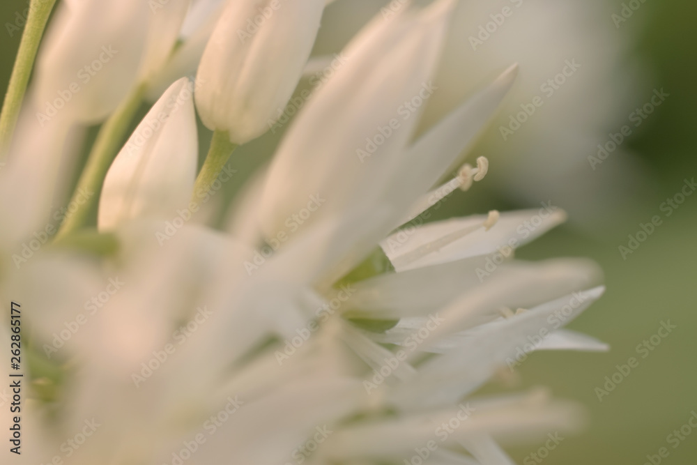 Obraz premium Ramson white flowers 