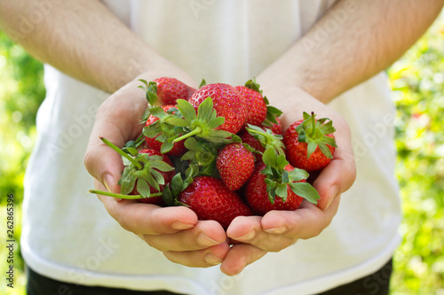 Hands holding fresh strawberries in garden.