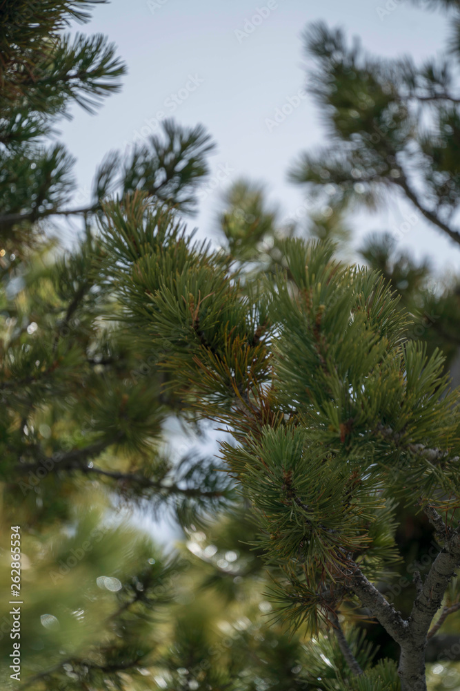 Pine Needles Pine Needles