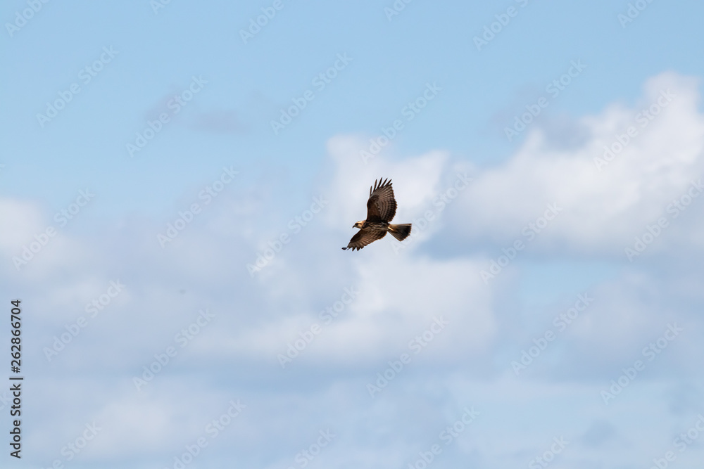 hawk soaring with clouds and blue sky hawk soaring with clouds and blue sky