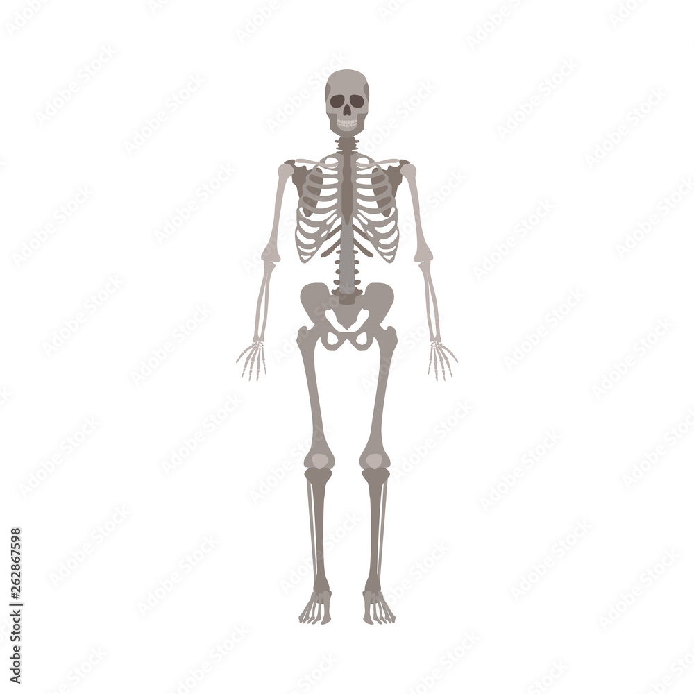 Human skeleton front view flat vector illustration isolated on a white background.