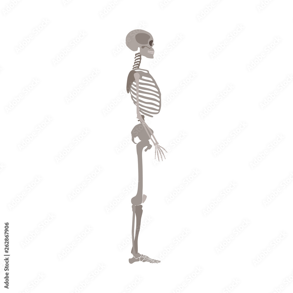 Human skeleton profile view vector illustration isolated on a white background.