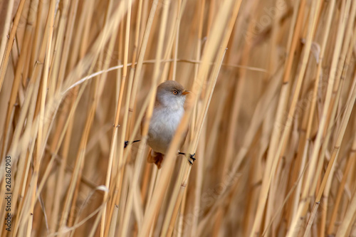 Cute bird. Bearded Reedling. Panurus biarmicus. Yellow reeds background.