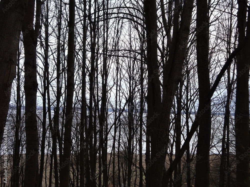 Obraz premium dark grove is by the lake - lake is behind the trees