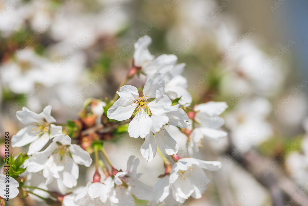 White cherry blossom flowers in the Spring White cherry blossom flowers in the Spring