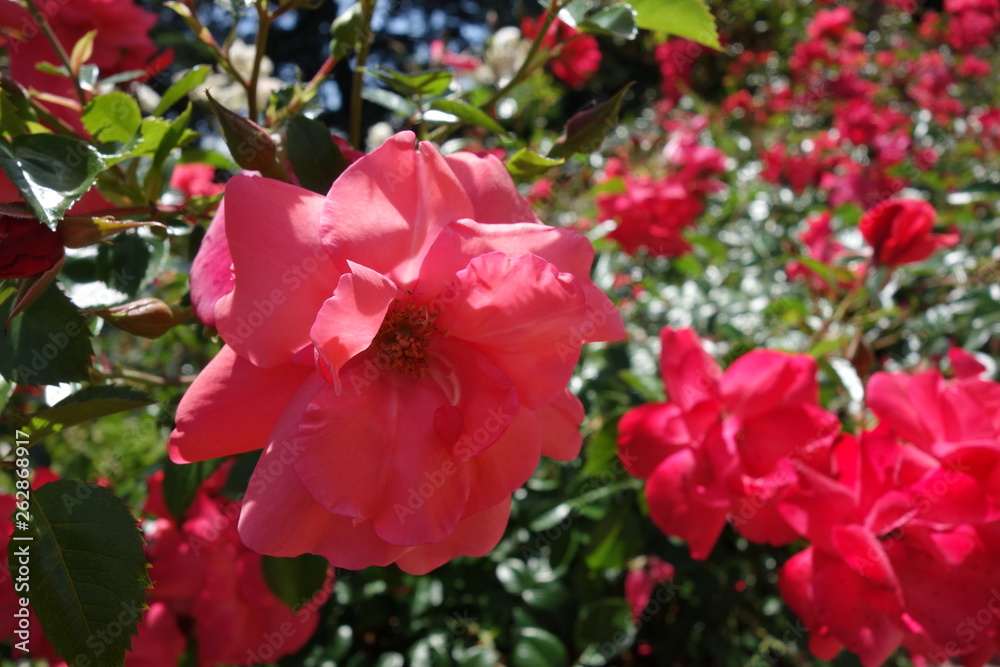 Pink flower close up