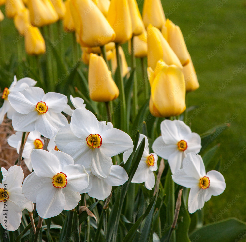 Obraz premium Spring blooms