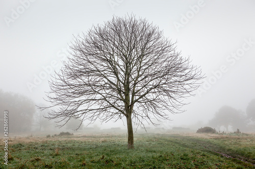 A lone tree in an empty park
