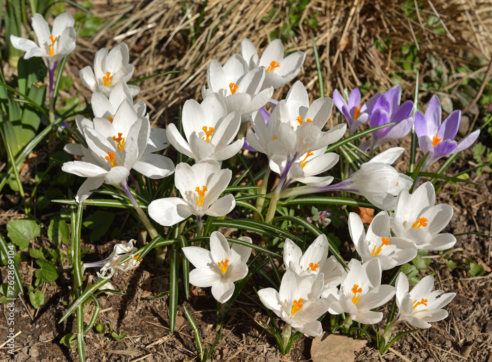 First spring flowers. Purple and white Crocus vernus. First spring flowers. Purple and white Crocus vernus.