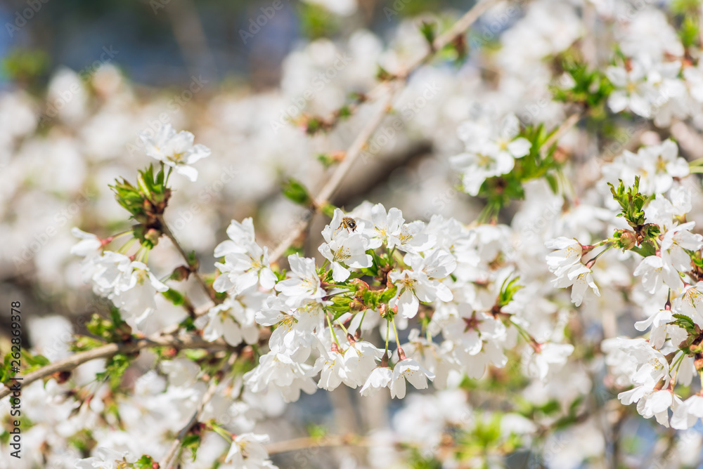 White cherry blossom flowers in the Spring White cherry blossom flowers in the Spring