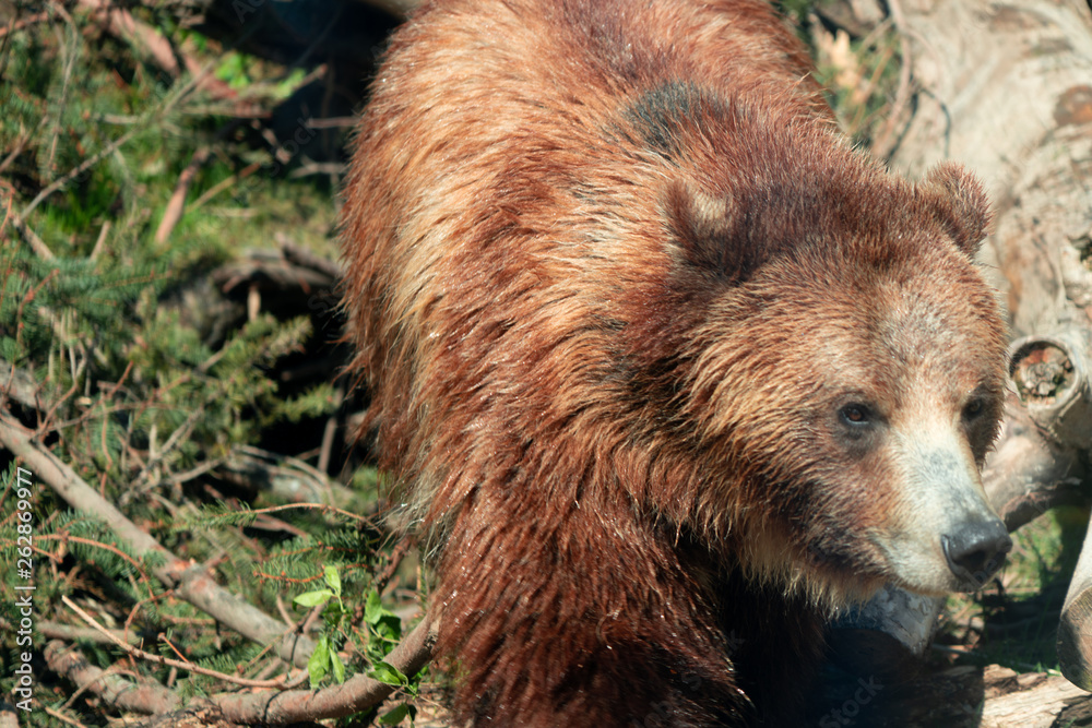 Fototapeta premium Wildlife in the City