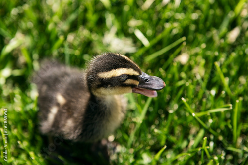 Duckling In The Grass photo