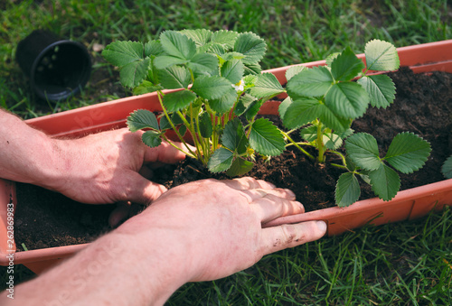 Man places strawberry bush in a planter photo