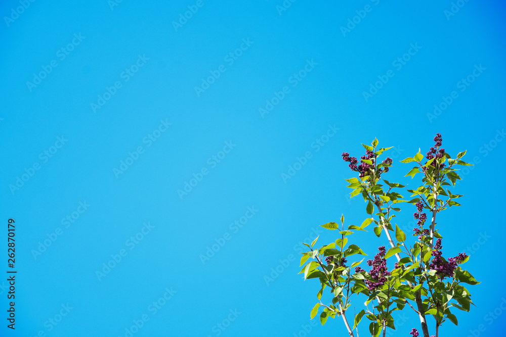 Farbenvoller, blauer Himmer mit einem Baum auf der rechten Seite
