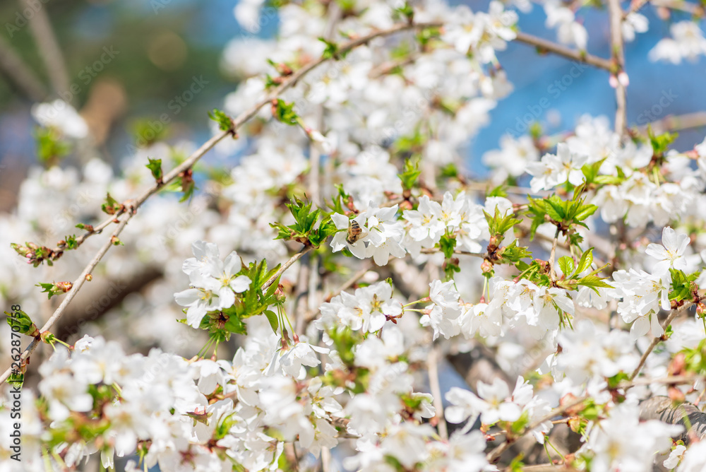 White cherry blossom flowers in the Spring White cherry blossom flowers in the Spring