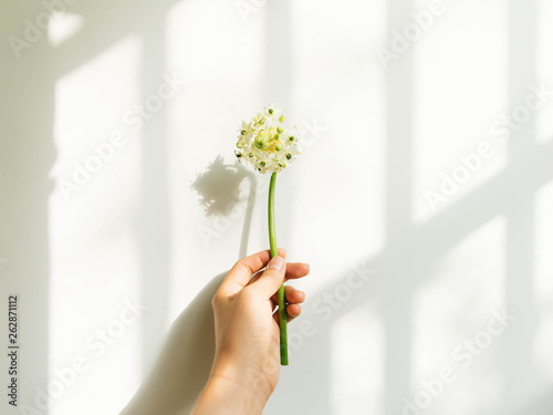 Hand holding white flowers with green stem in natural light