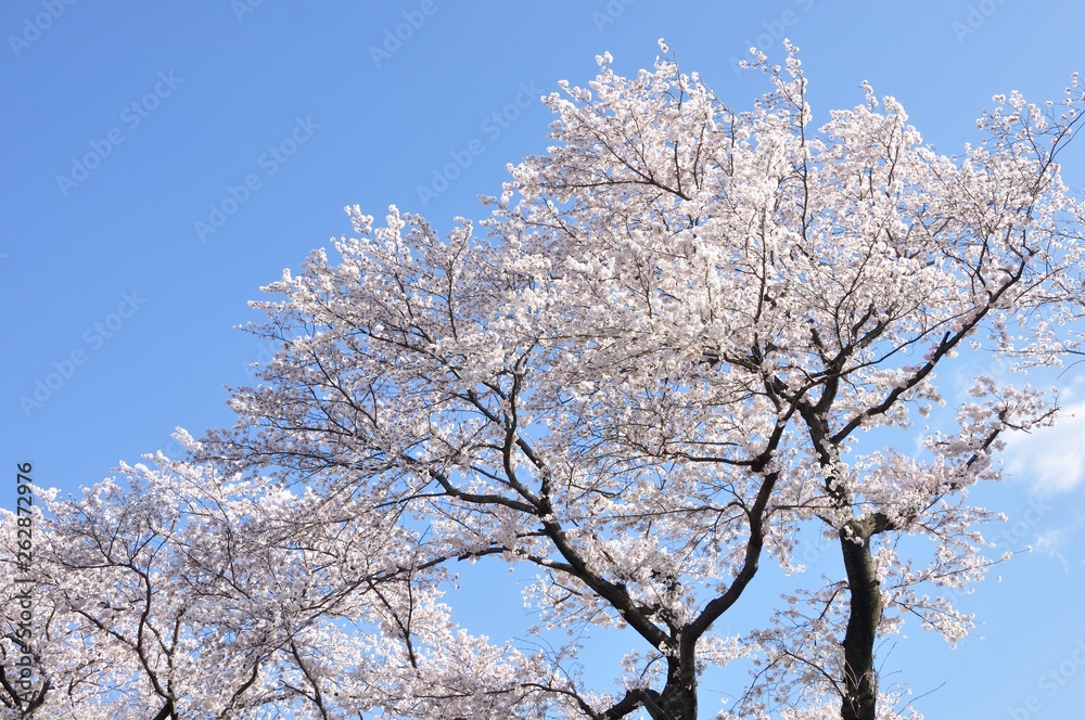青空に桜の花 青空に桜の花