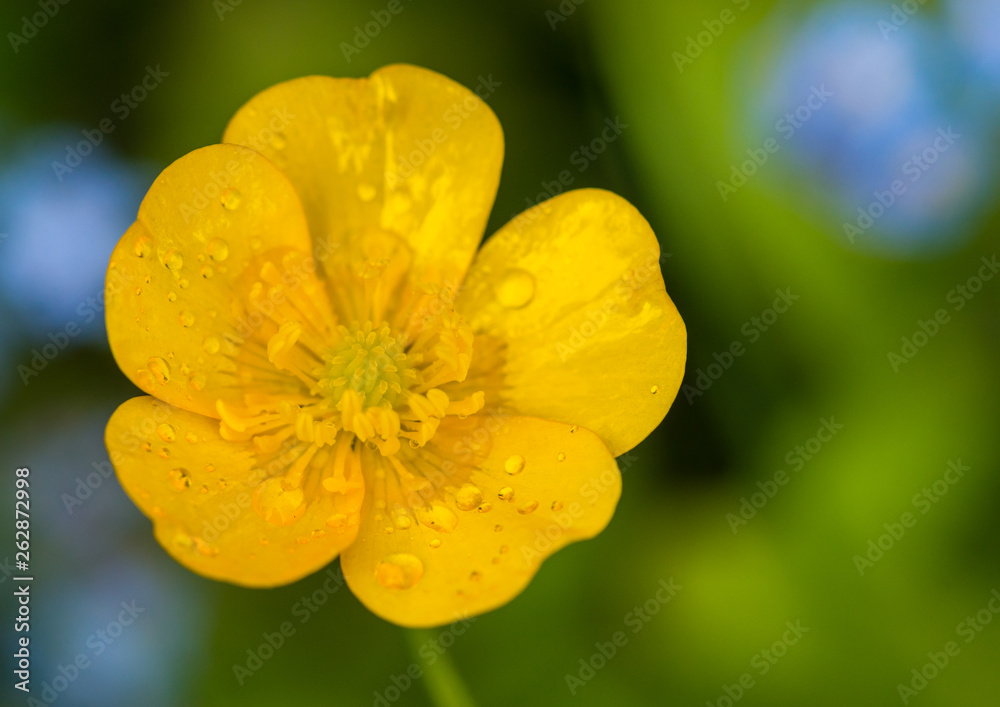 Obraz premium Marsh Marigold