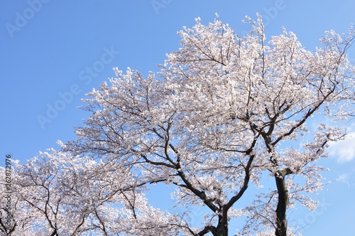 青空に桜の花