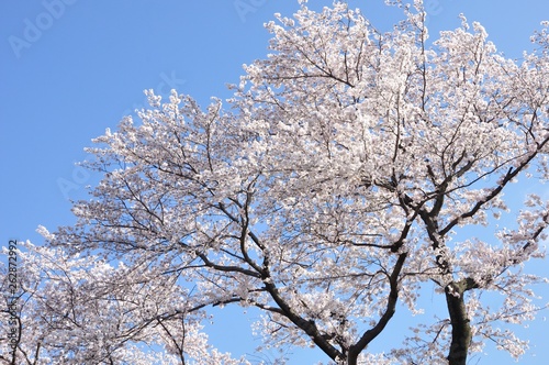 青空に桜の花