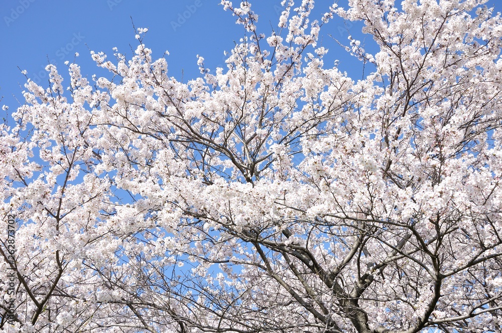 満開の桜