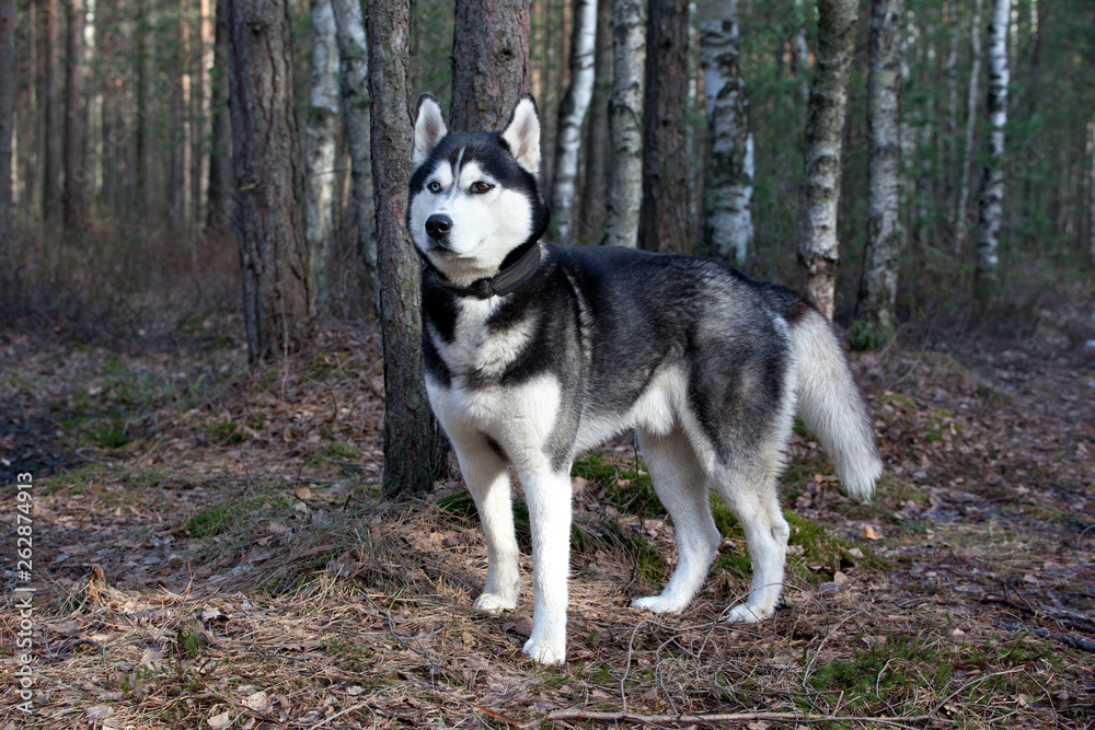 Dog breed Siberian Husky in the spring forest Dog breed Siberian Husky in the spring forest