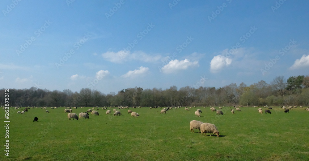 Flock of sheep grazing on a meadow in flat Dutch landscape with trees on the horizon.