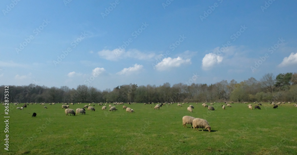 Flock of sheep grazing on a meadow in flat Dutch landscape with trees on the horizon. Flock of sheep grazing on a meadow in flat Dutch landscape with trees on the horizon.
