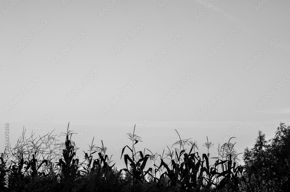 Obraz premium silhouette of grass on background of sunset