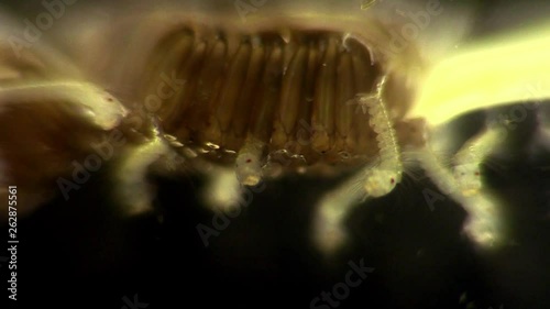 Mosquito eggs hatch 1143 3