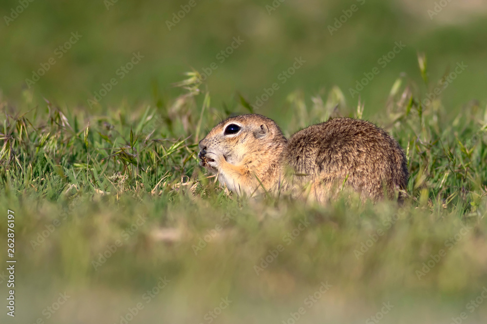 Cute animals. European Ground Squirrel. Green nature background. European Sousl. Spermophilus citellus. Cute animals. European Ground Squirrel. Green nature background. European Sousl. Spermophilus citellus.