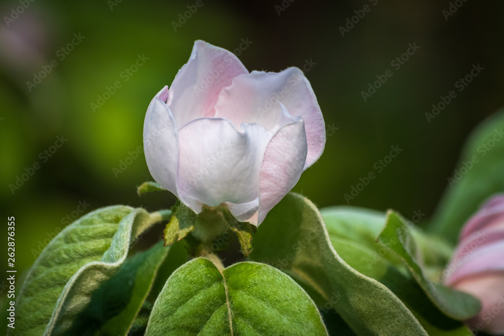Blossom of quince or cydonia oblonga in a spring. Macro shot. Blossom of quince or cydonia oblonga in a spring. Macro shot.