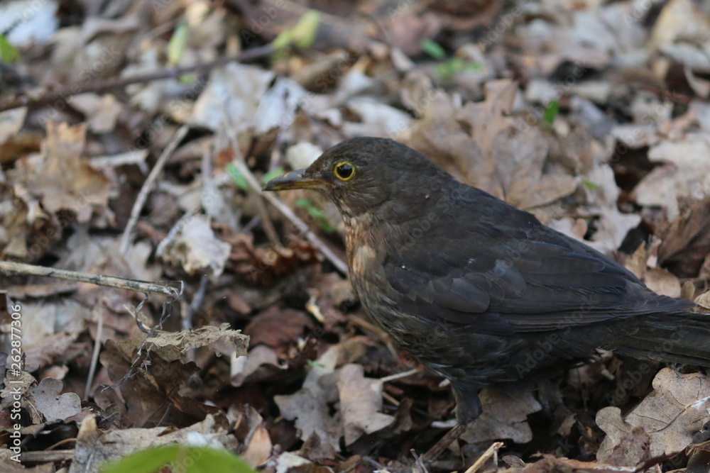 vogel vogel
