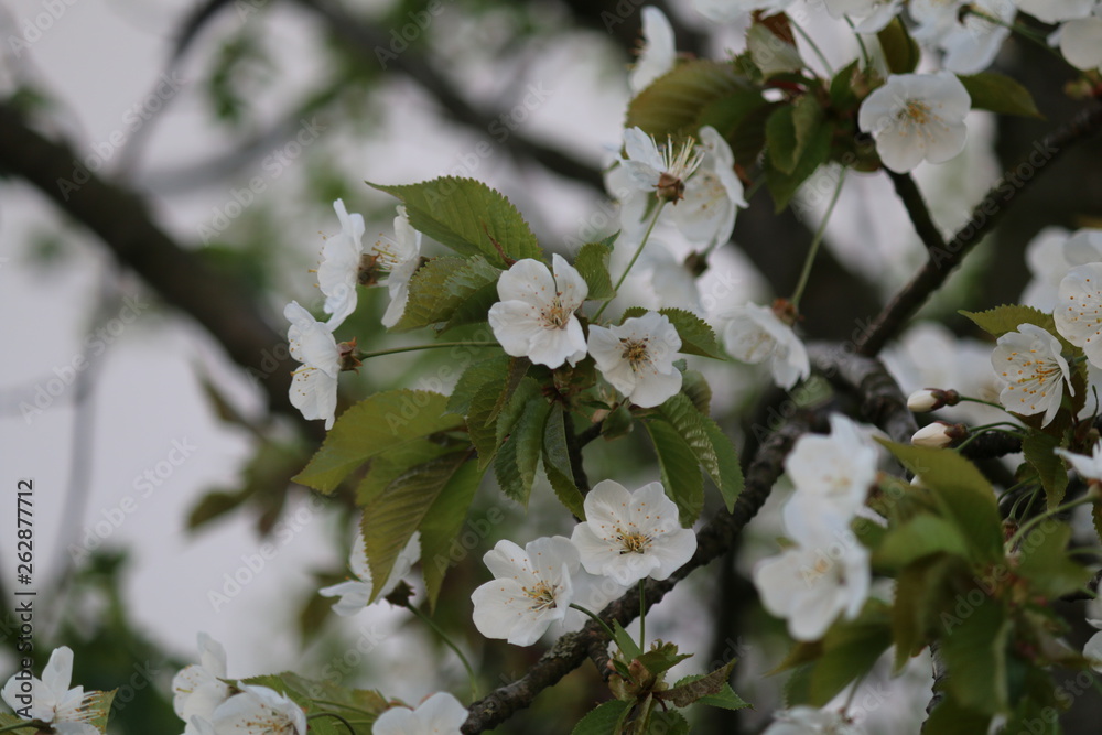 Obraz premium kirschblüte