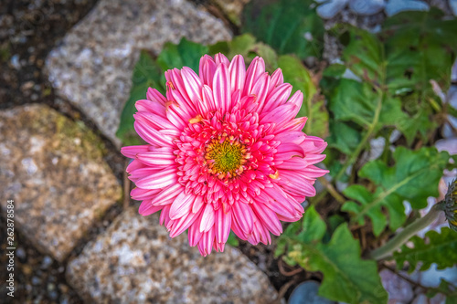 Bonita flor cor de rosa