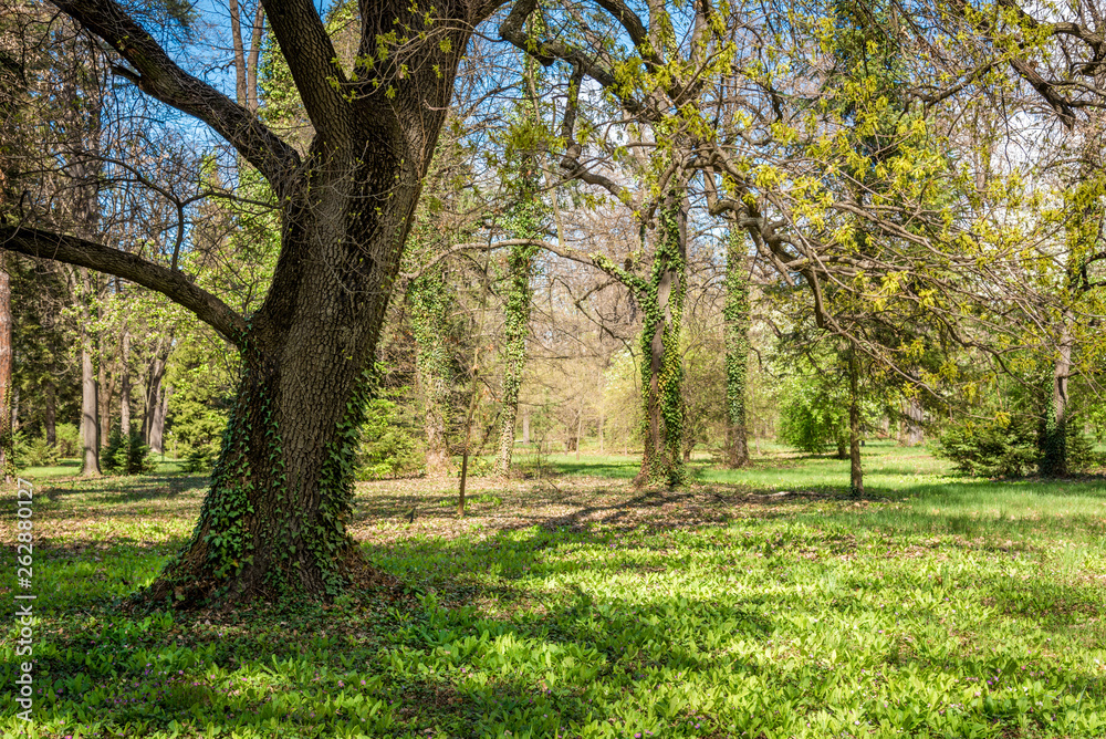 Green park during spring. Green meadow of grass and tree Green park during spring. Green meadow of grass and tree